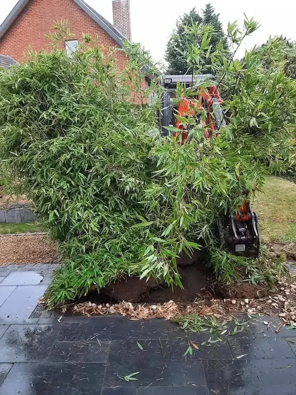 Entretien-haie-bambou-huy-clair-et-vert