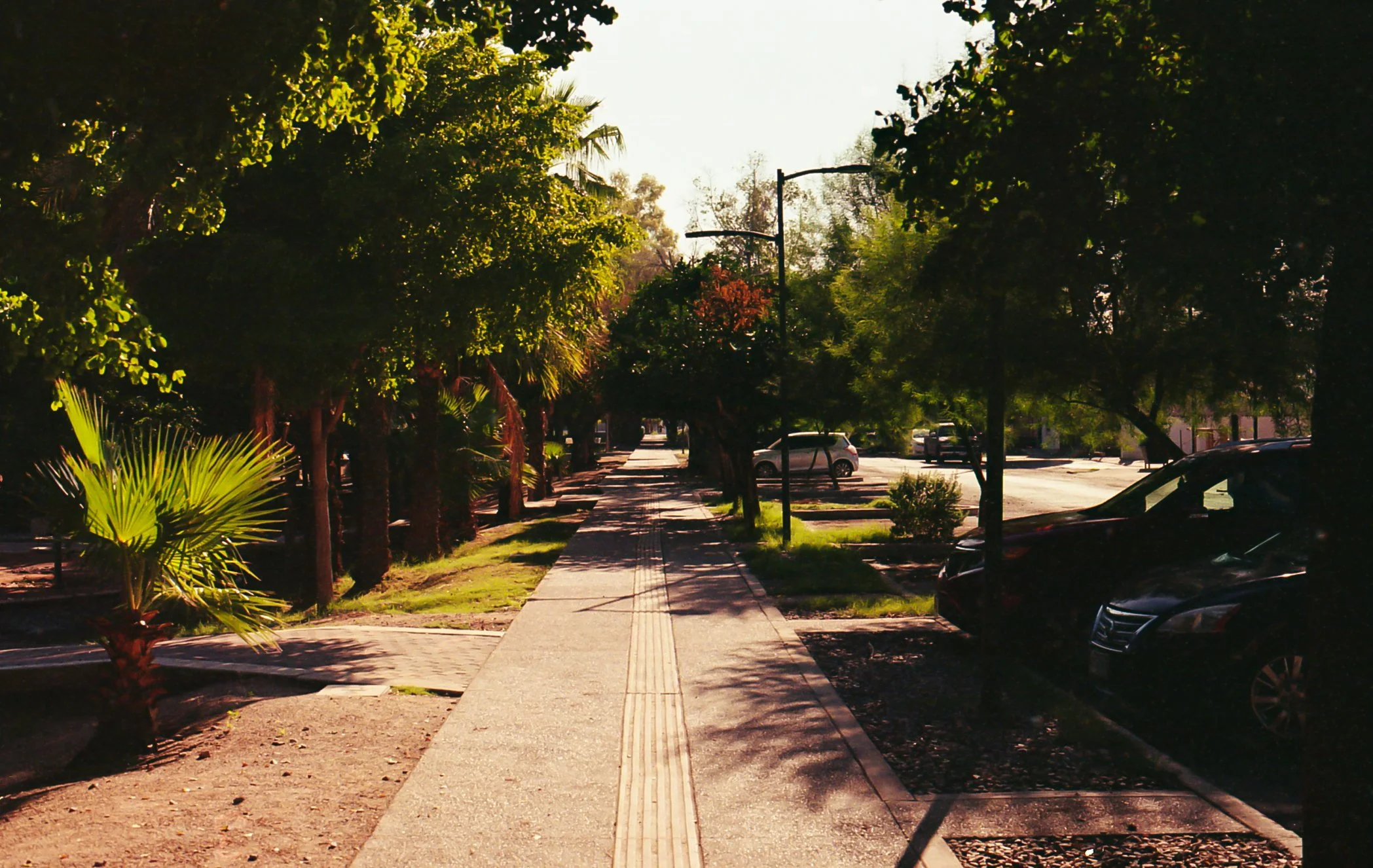 Calle peatonal rodeada de árboles y carros estacionados, con sombra y luz del sol brillante