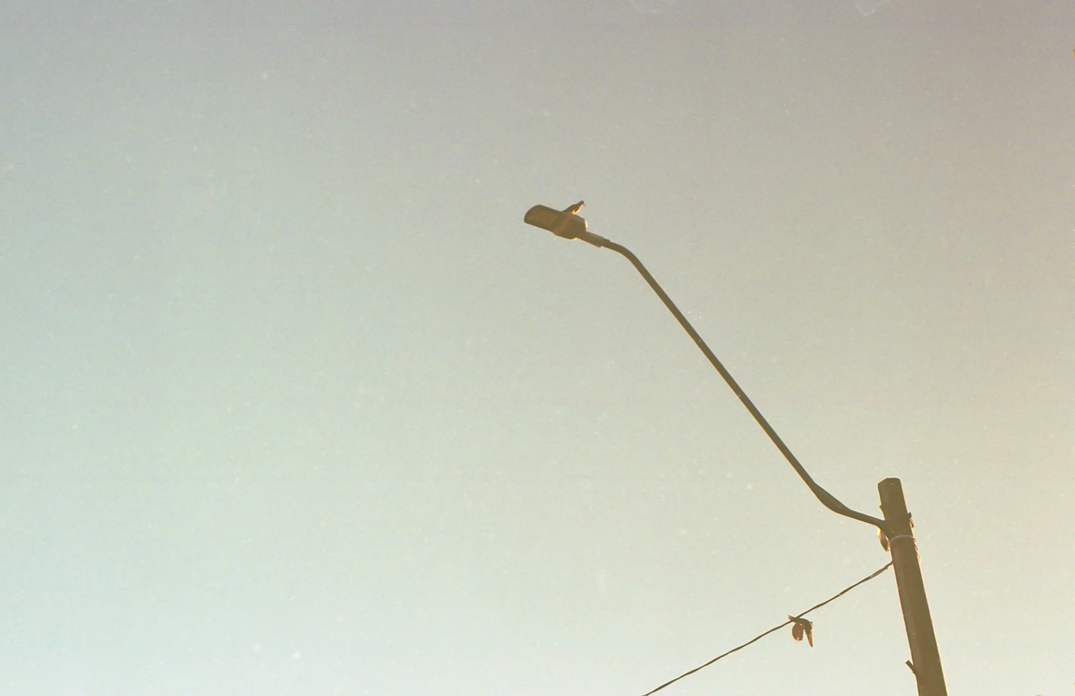 Poste de luz con un cable y una mariposa posada en la parte superior