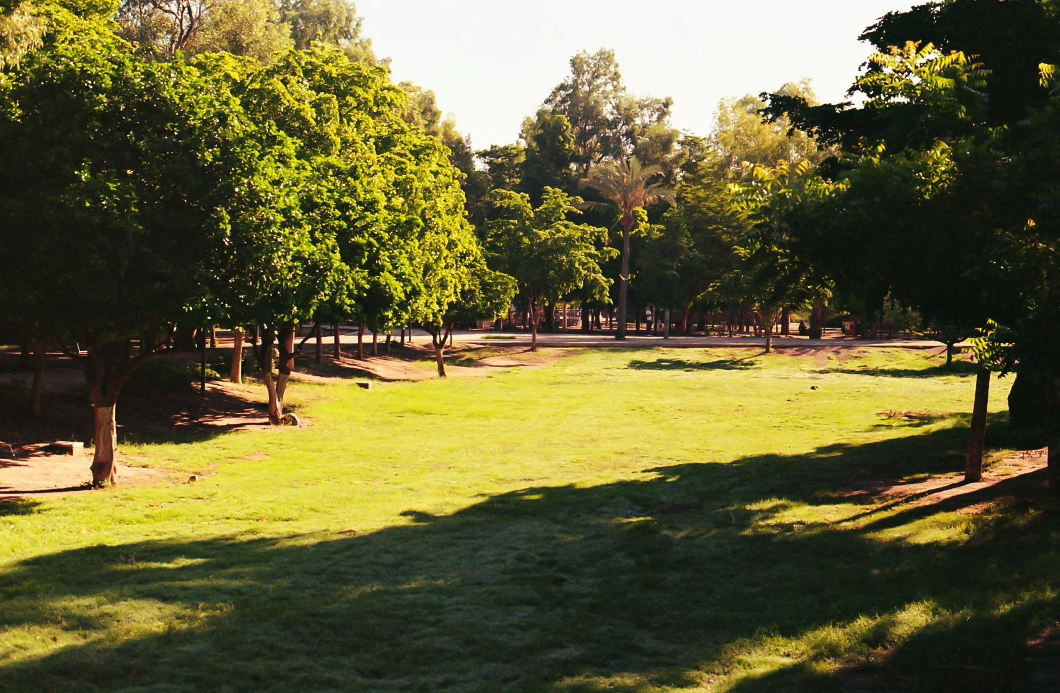 Árboles en un parque con césped y sombra, día soleado.
