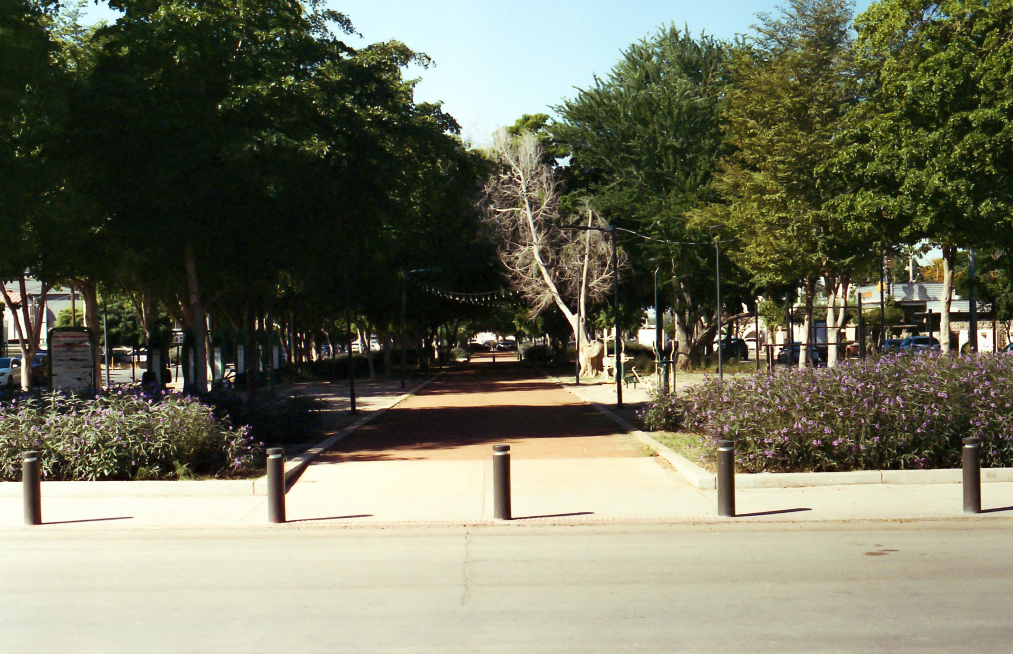Sendero peatonal rodeado de árboles y arbustos con flores, con bolardos en el primer plano.