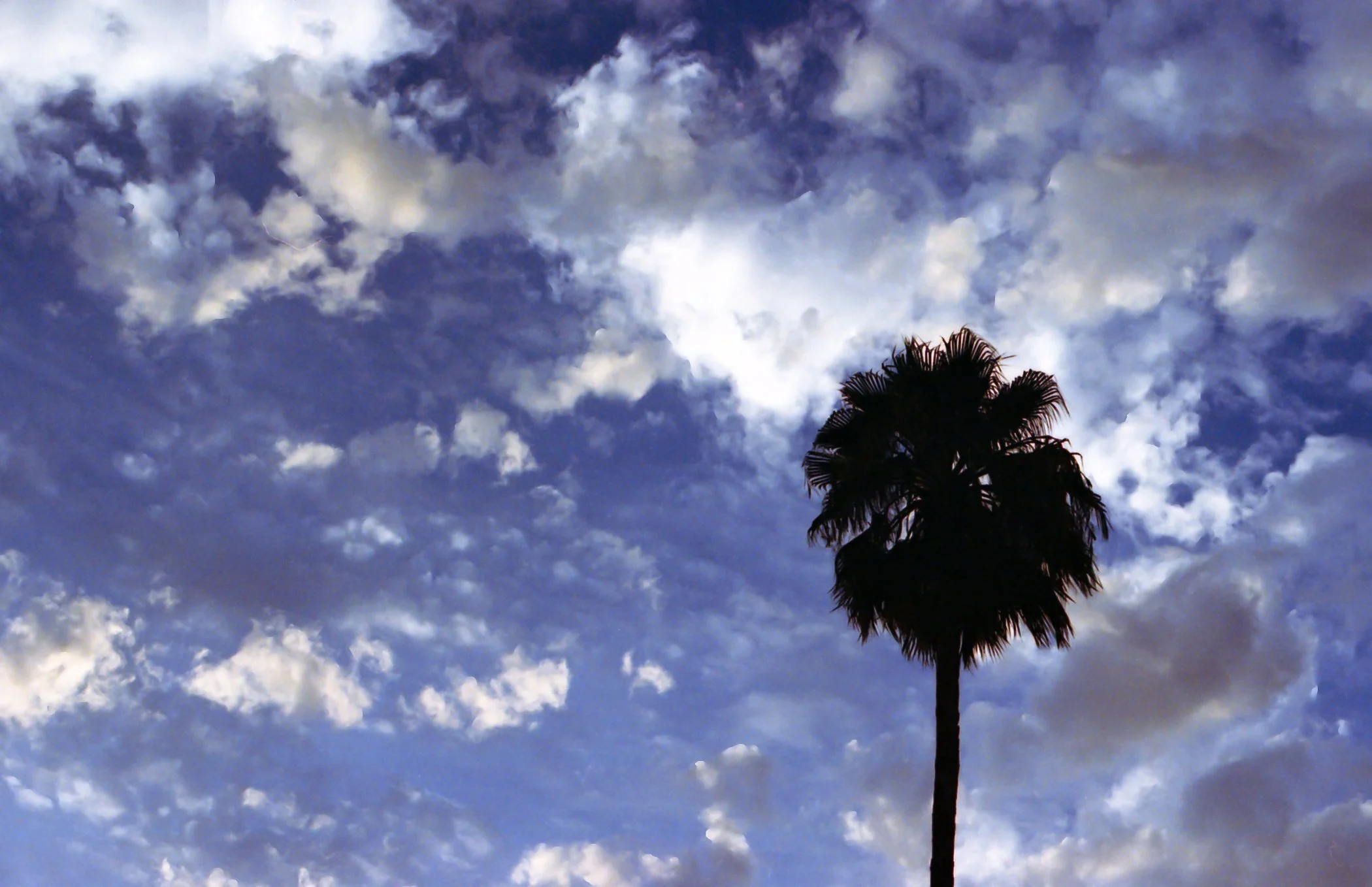 Palmera sola en un cielo parcialmente nublado durante el día