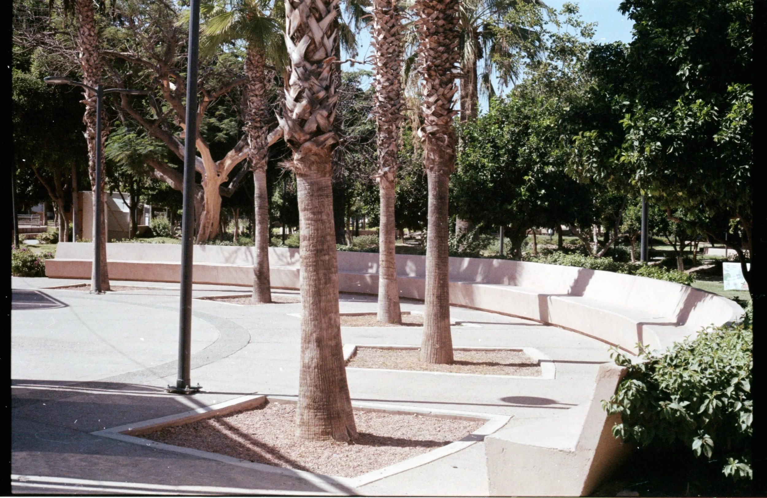 Una plaza con árboles, bancas de concreto en forma de círculo, farolas y áreas con sombra.