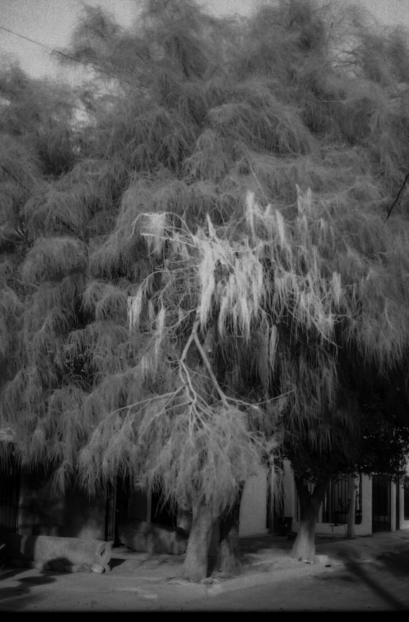 Arbusto grande en la calle con ramas y hojas espesas, algunos árboles cercanos y un banco debajo del árbol, en un entorno urbano