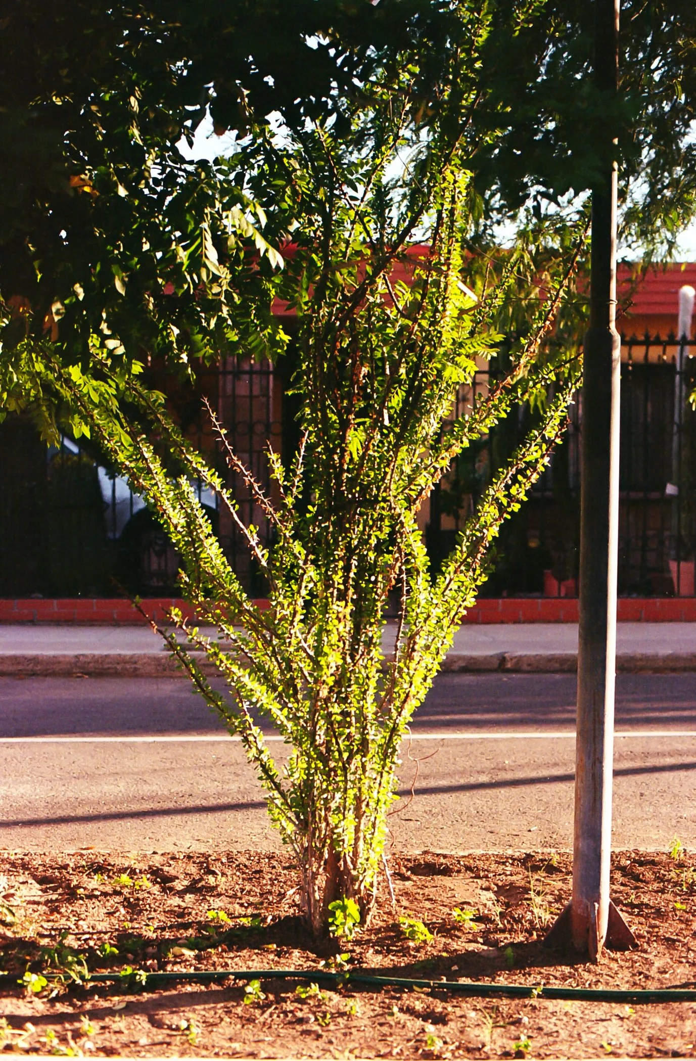 Árbol con muchas ramas espinosas en una acera urbana, sombra y luz del sol en la tarde.