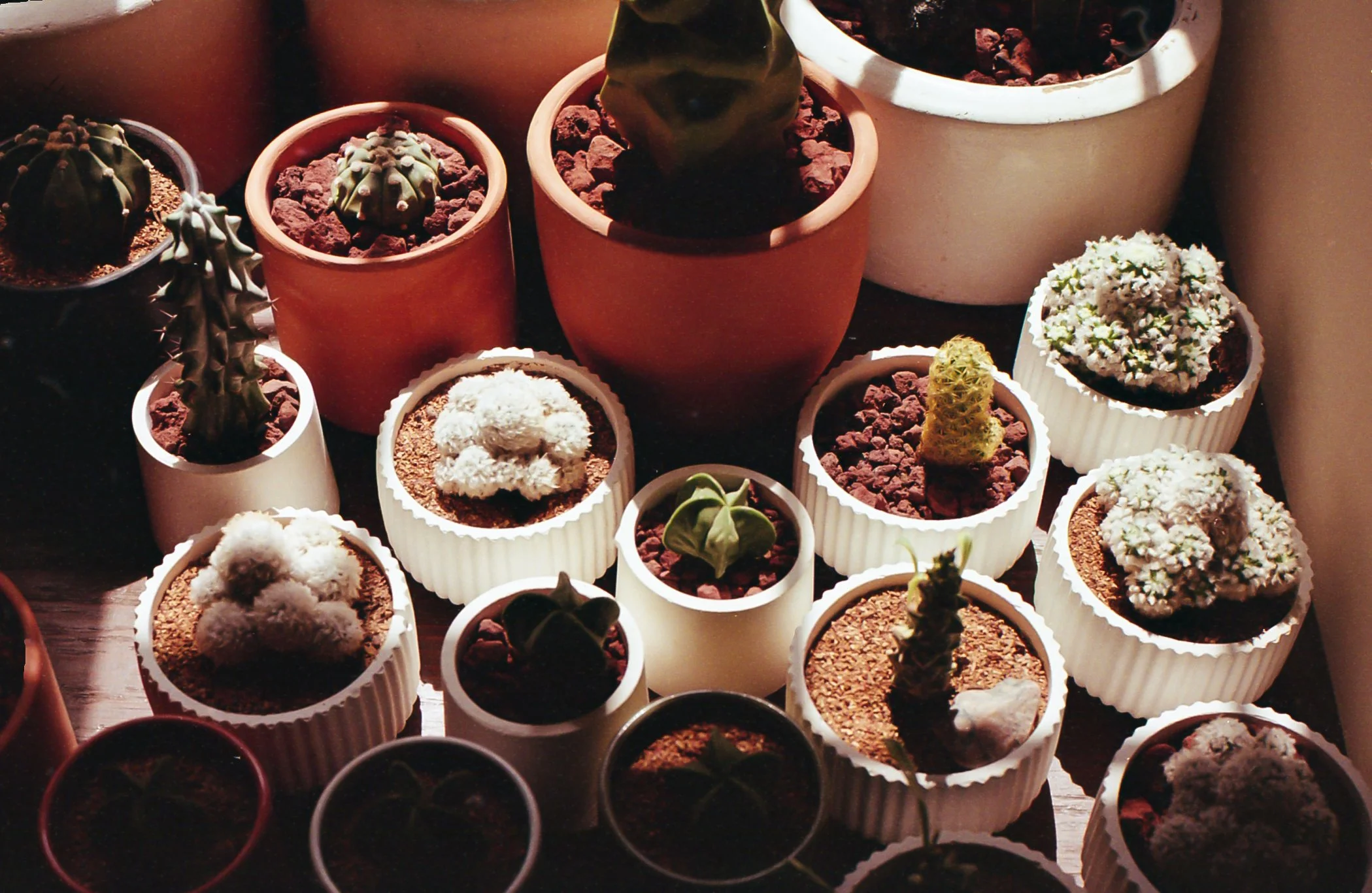 Vasos con diferentes pequeños cactus y suculentas en un fondo oscuro.