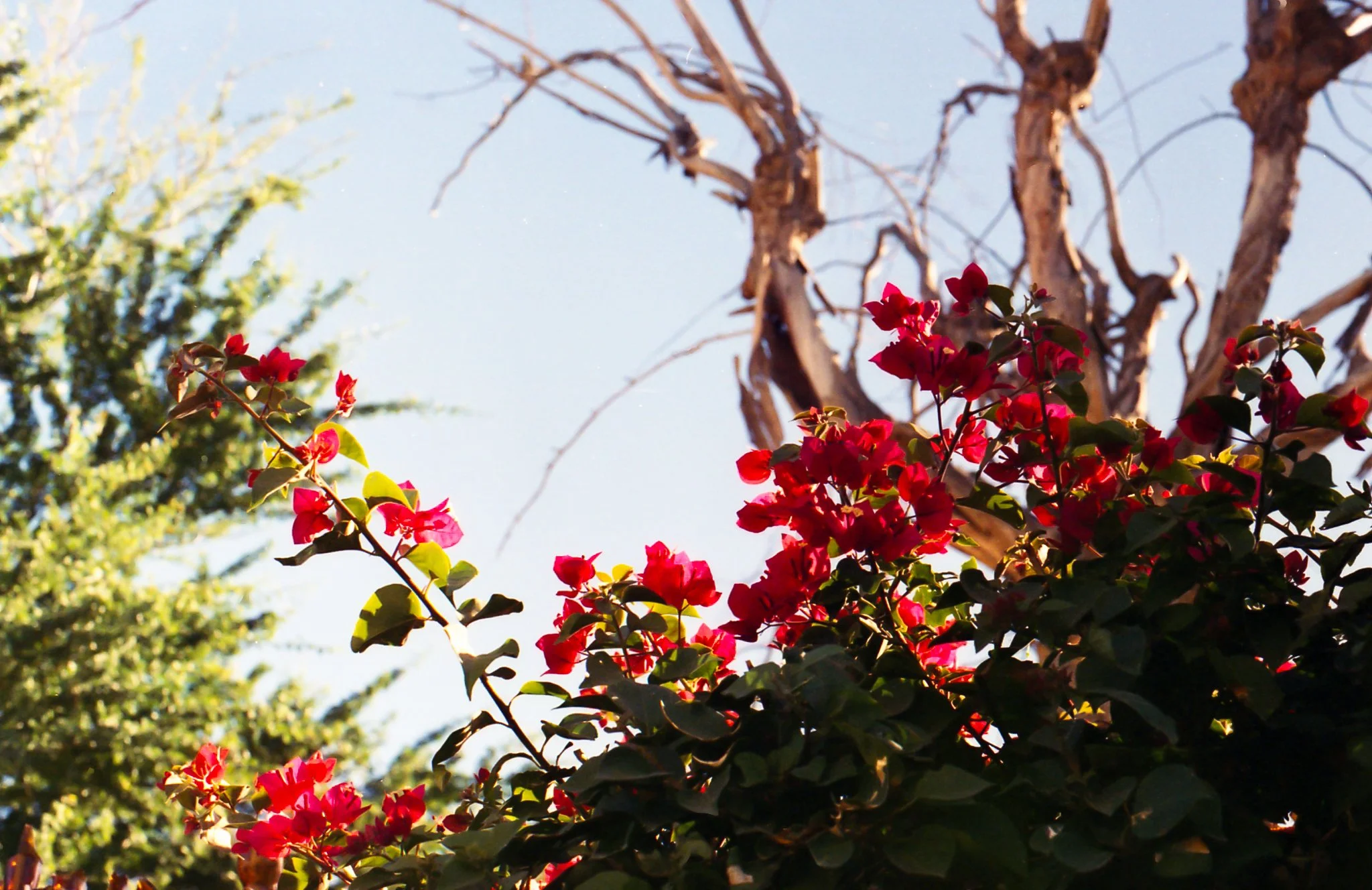 Ramas con flores rojas frente a árbol seco y con ramas retorcidas, fondo de cielo azul