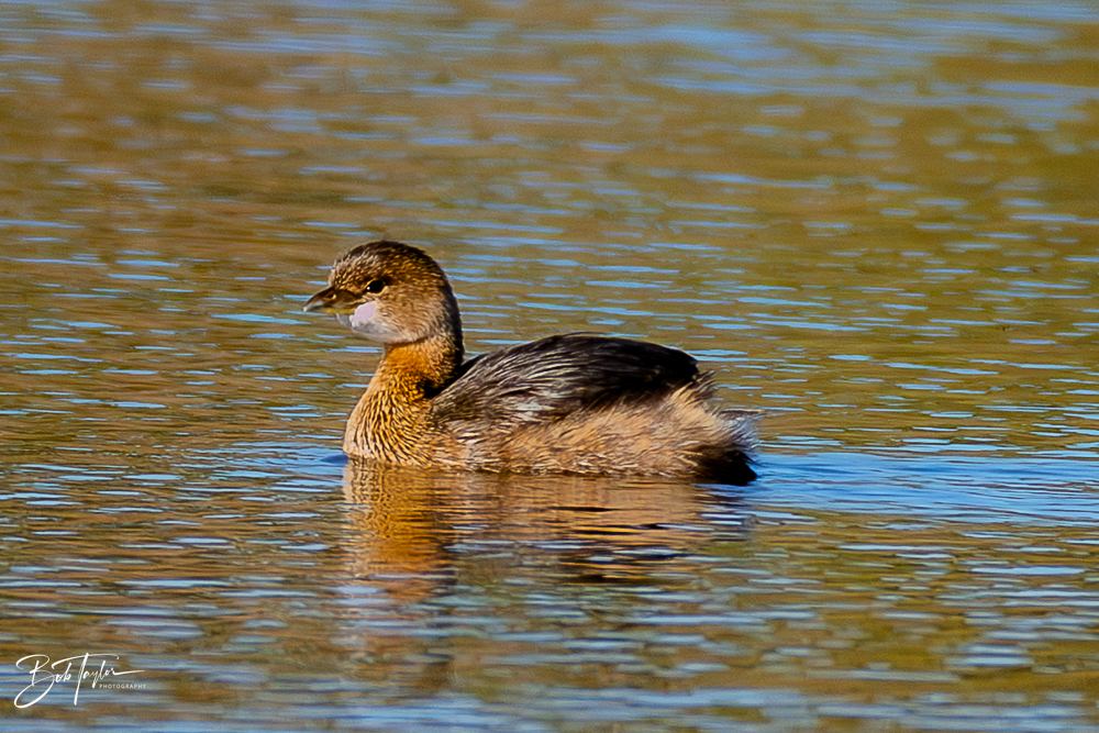 20260101-SASP -17.png