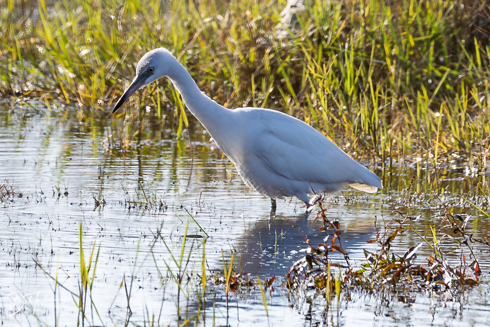 20260101-SASP -8.png