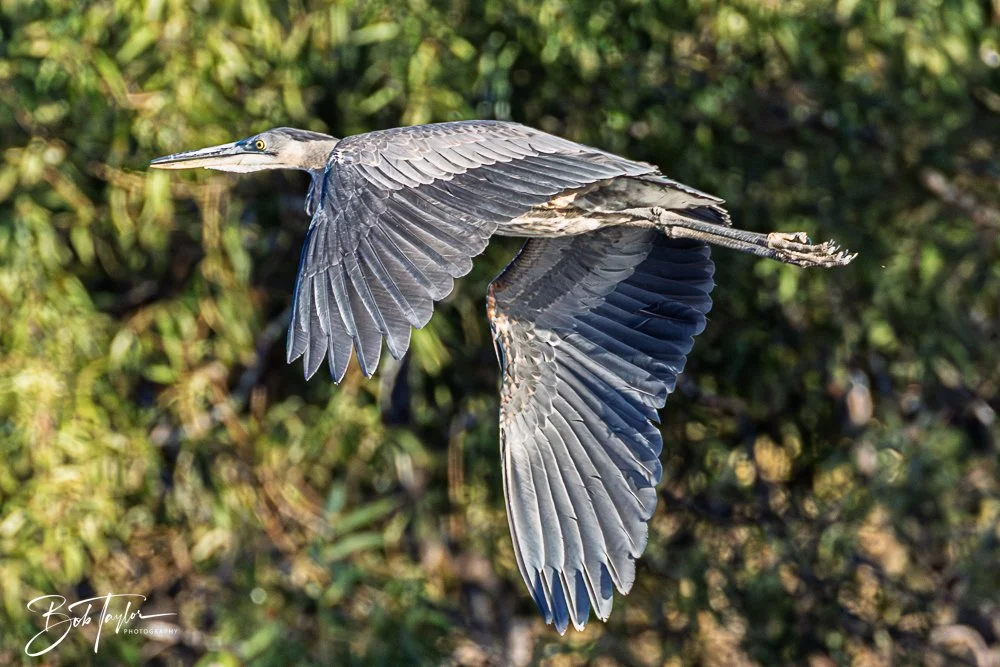 20251103-SASP Gator Lake -15.jpg