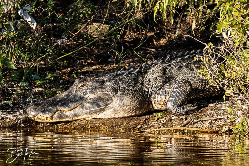 20251103-SASP Gator Lake -11.jpg