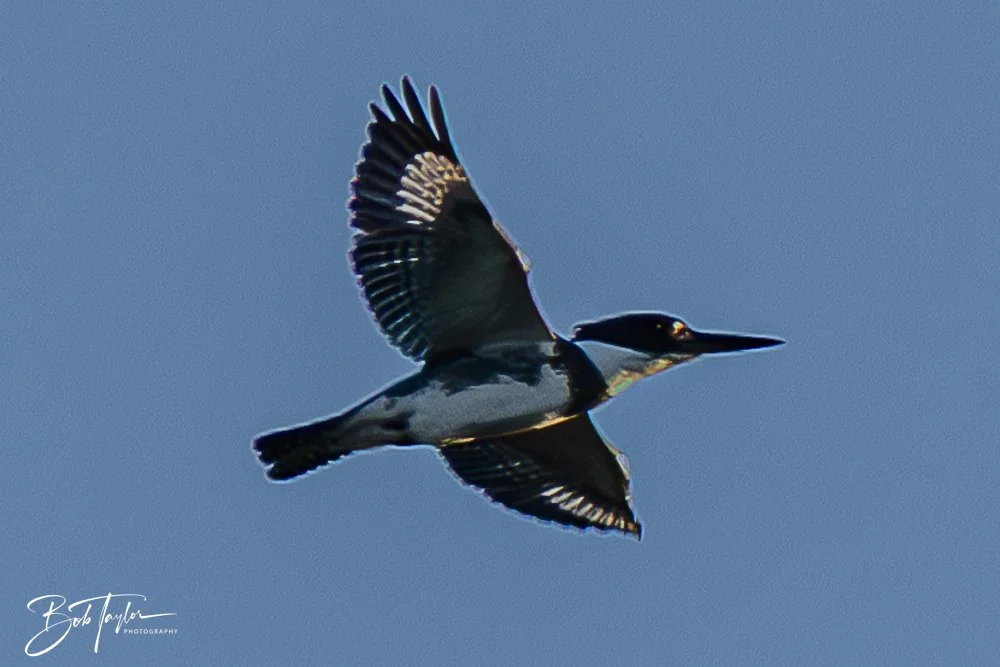 20251103-SASP Gator Lake -29.jpg