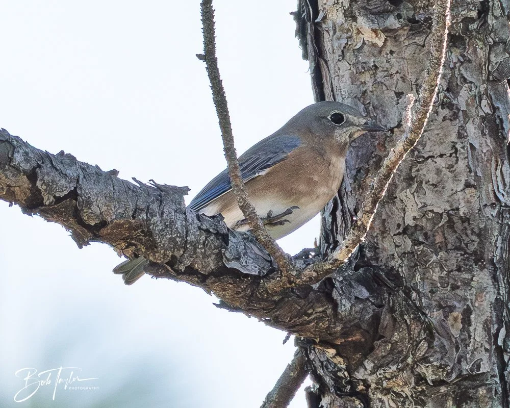 20251021-SASP Birds -36.jpg