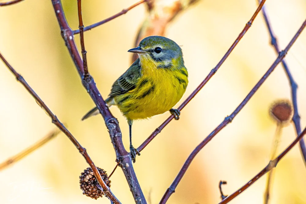 20251021-SASP Birds -33.jpg