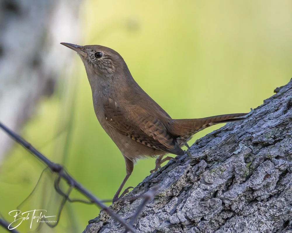 20251021-SASP Birds -16.jpg