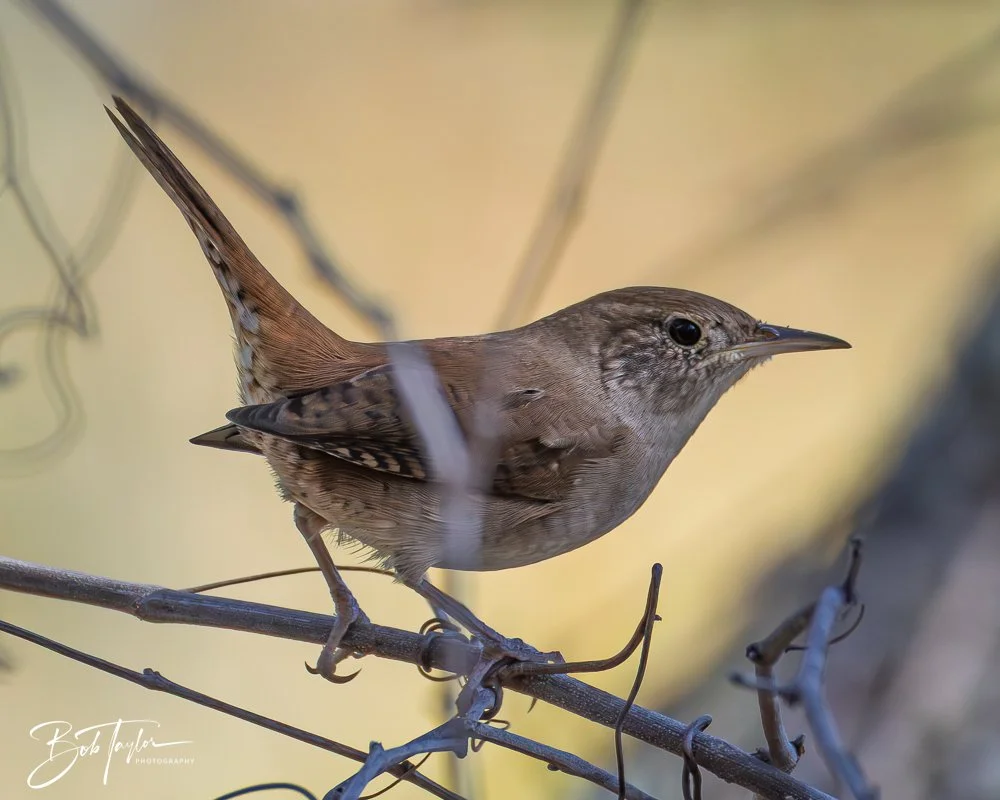 20251021-SASP Birds -13.jpg