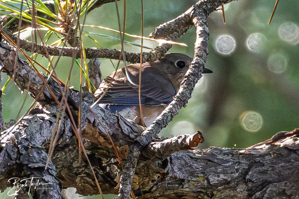 20251021-SASP Birds -34.jpg