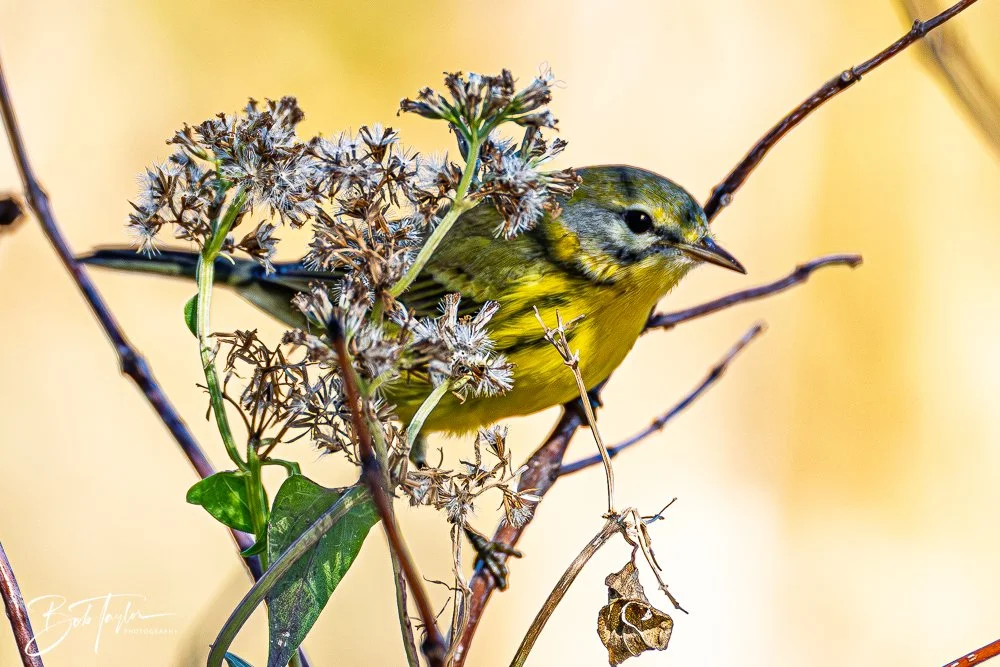 20251021-SASP Birds -30.jpg