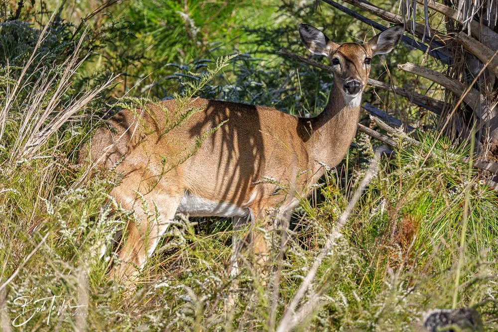 20251008-St Andrews SP -16.jpg