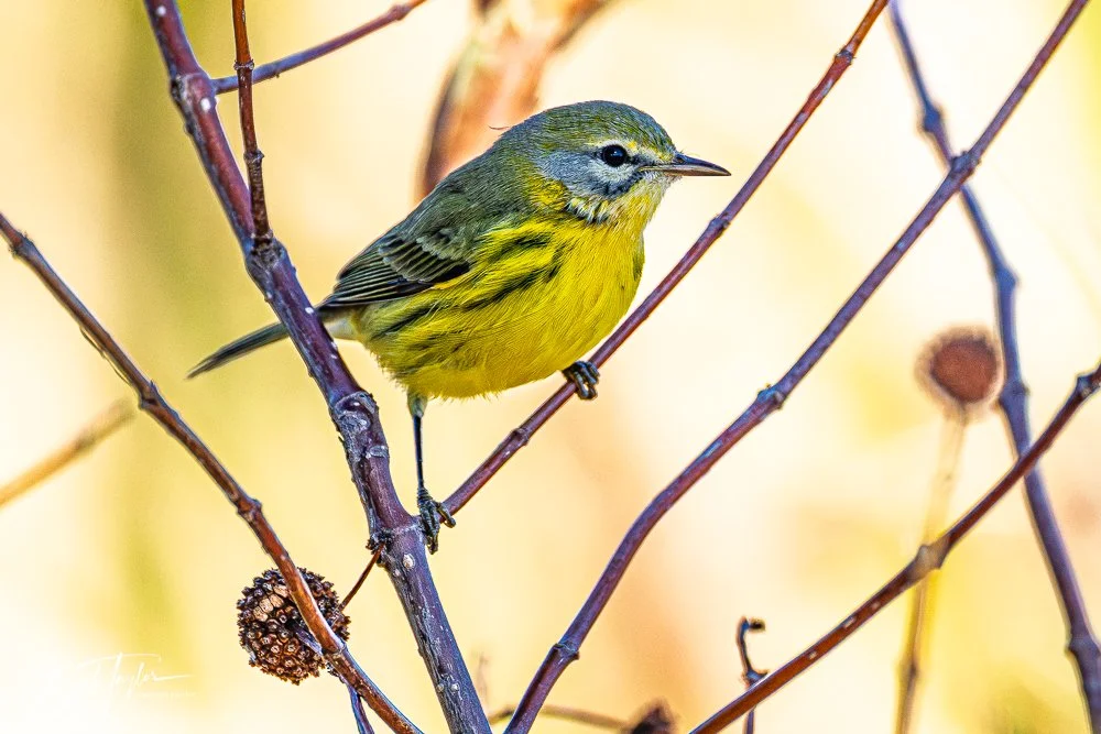 20251021-SASP Birds -32.jpg