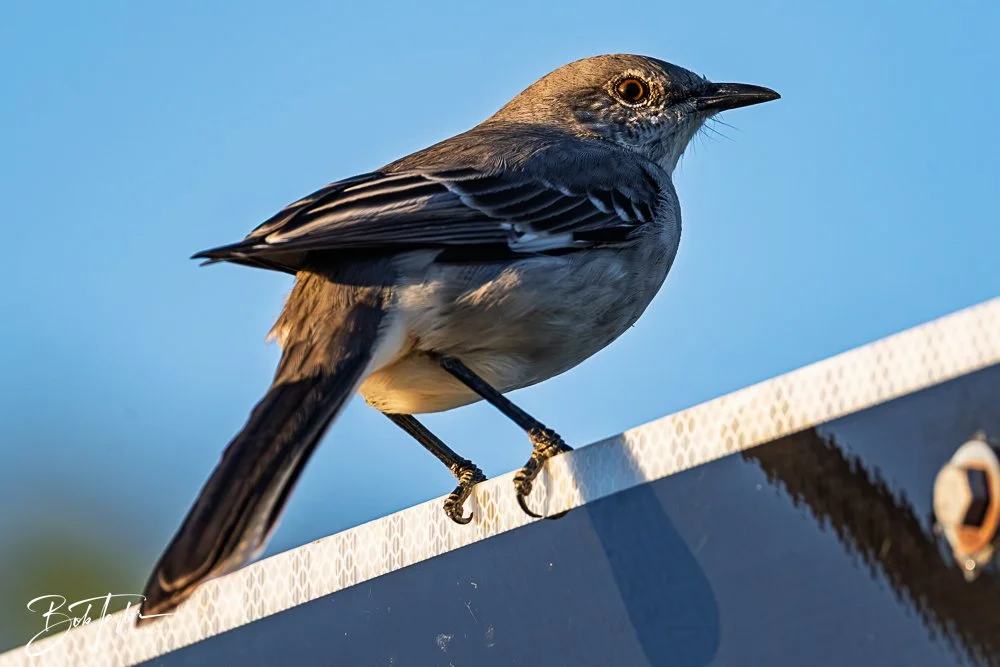 20251103-SASP Gator Lake -33.jpg