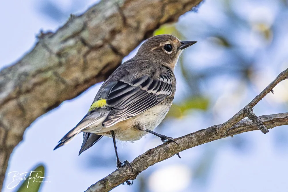 20251021-SASP Birds -10.jpg