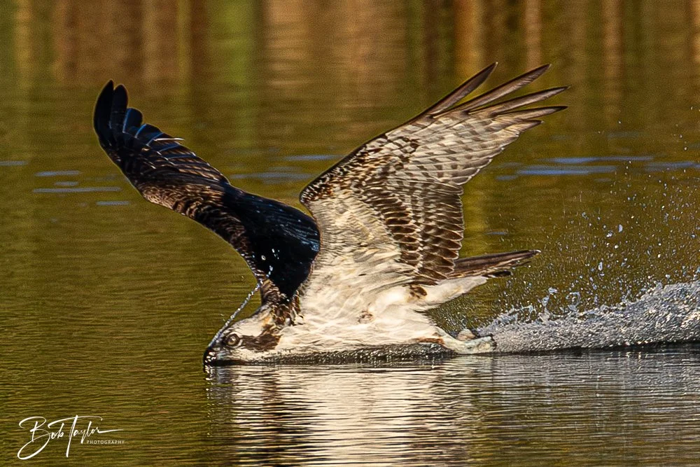 20251103-SASP Gator Lake -23.jpg