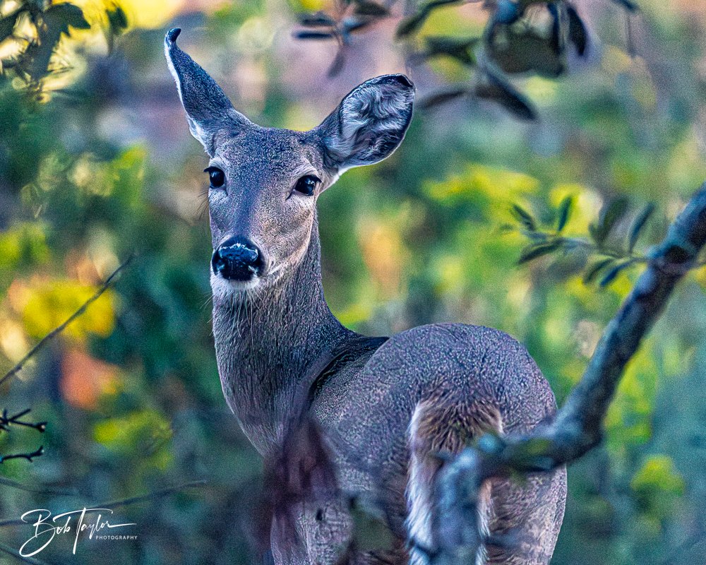 20251103-SASP Gator Lake -31.jpg