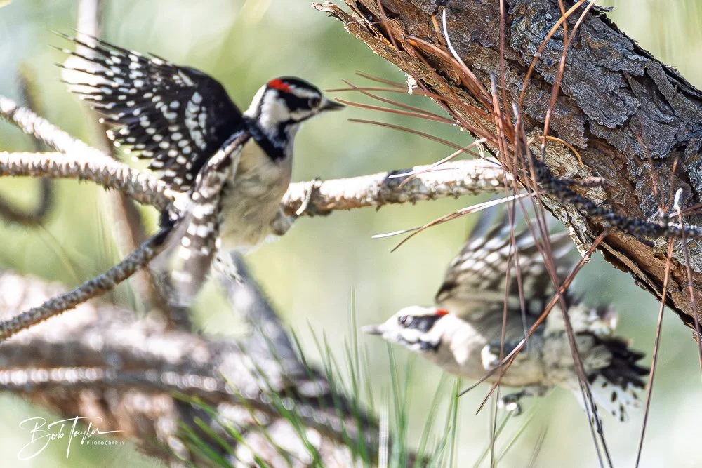 20251021-SASP Birds -22.jpg