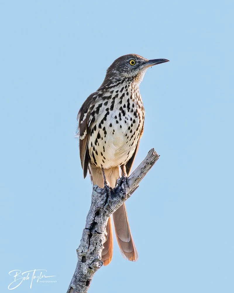 20251008-St Andrews SP -8.jpg