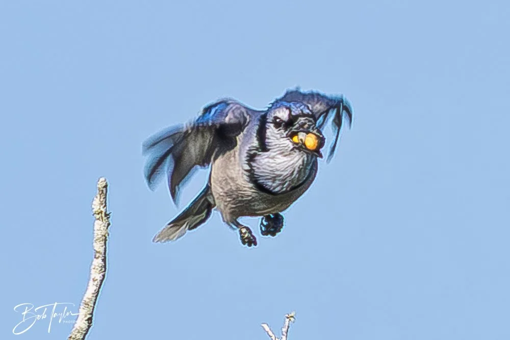 20251008-St Andrews SP -4.jpg