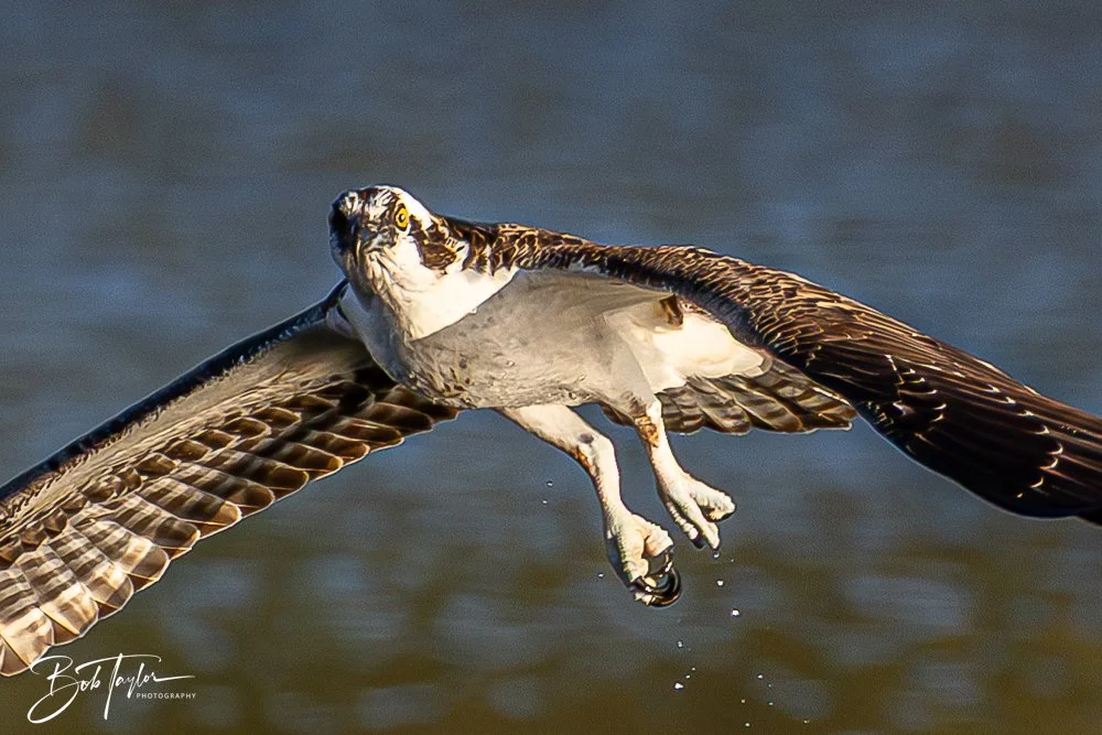 20251103-SASP Gator Lake -22.jpg