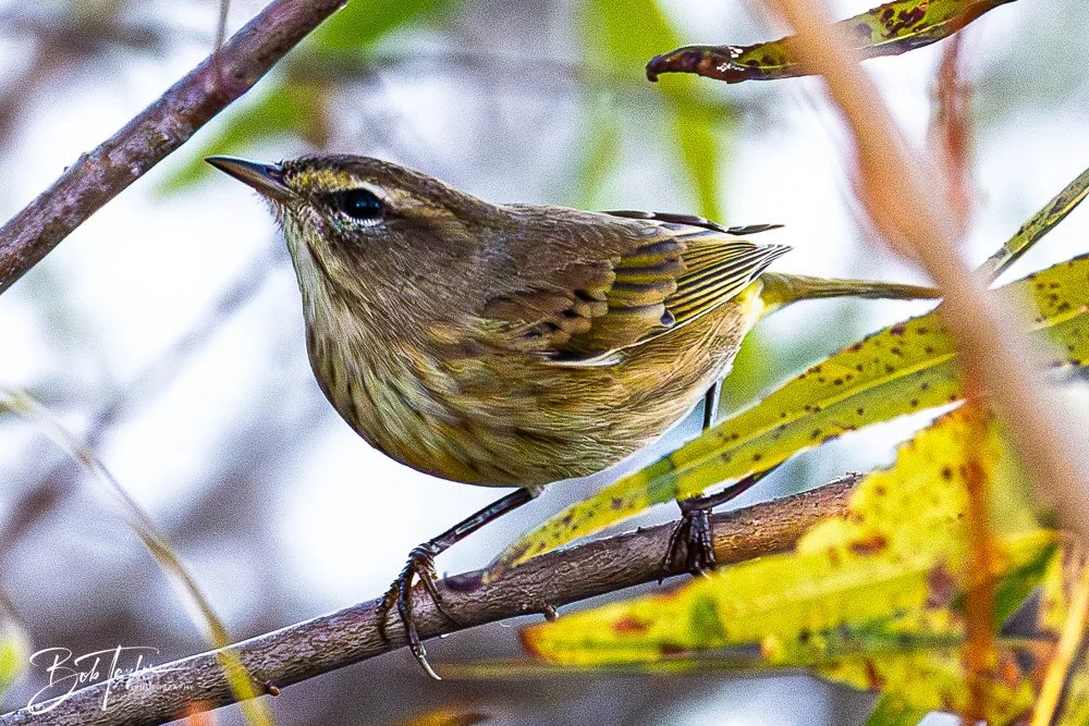 20251103-SASP Gator Lake -18.jpg