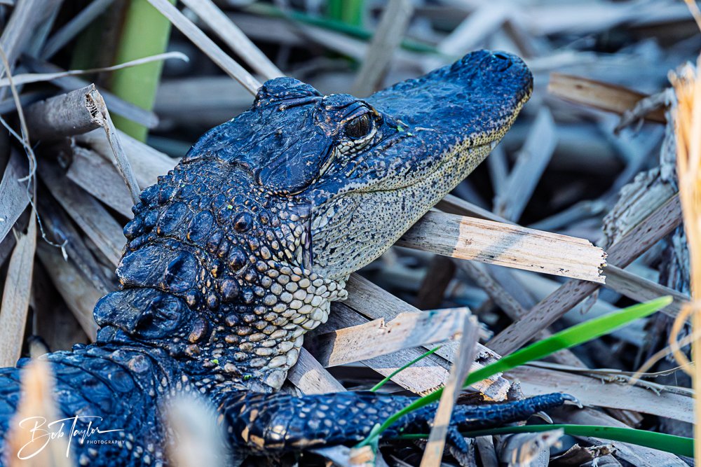 20251103-SASP Gator Lake -10.jpg