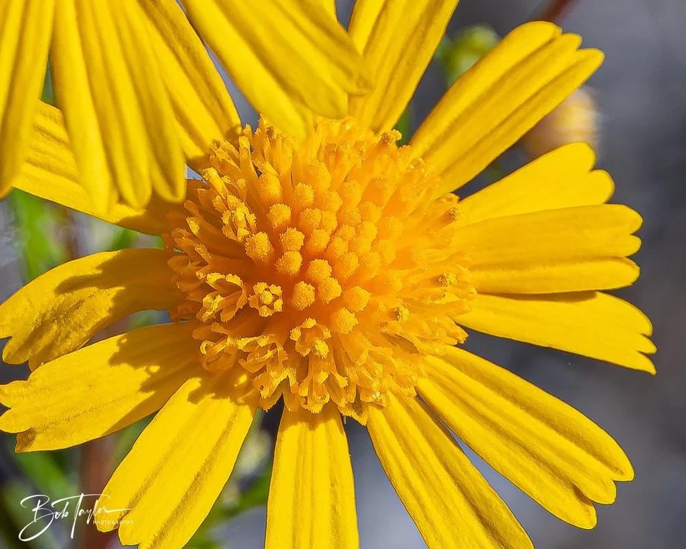 20251008-St Andrews SP -21.jpg