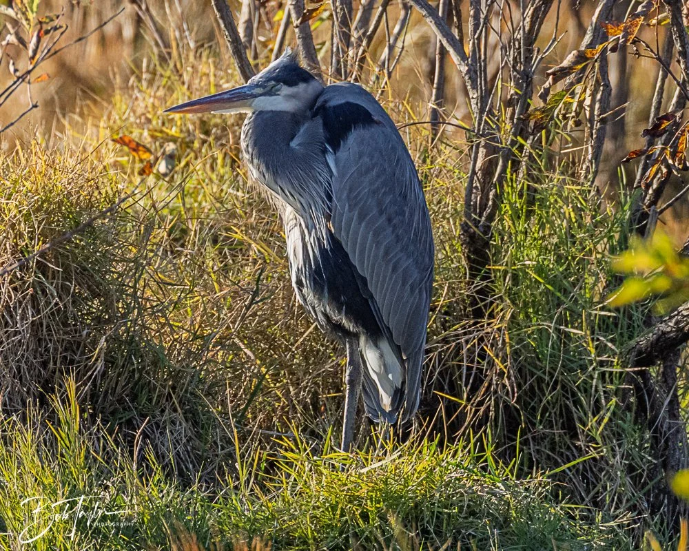 20251103-SASP Gator Lake -6.jpg