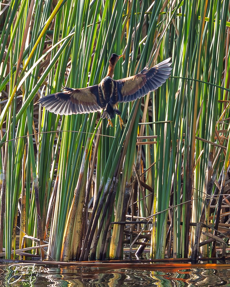 20251008-St Andrews SP -2.jpg