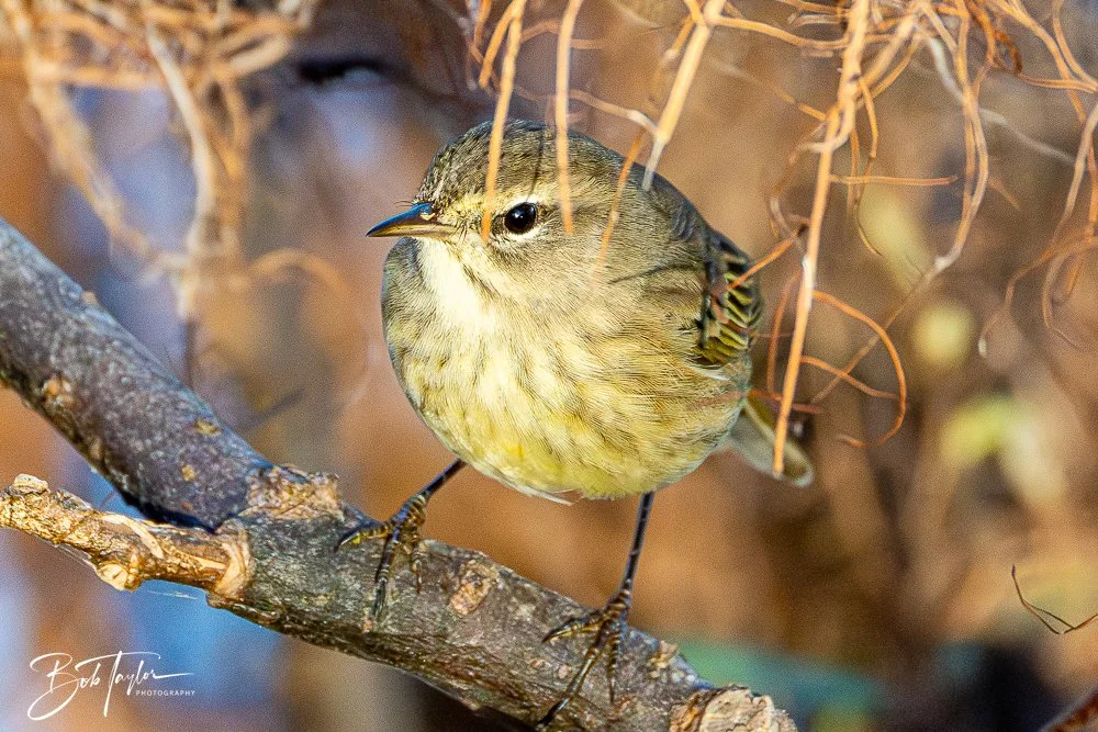 20251103-SASP Gator Lake -19.jpg