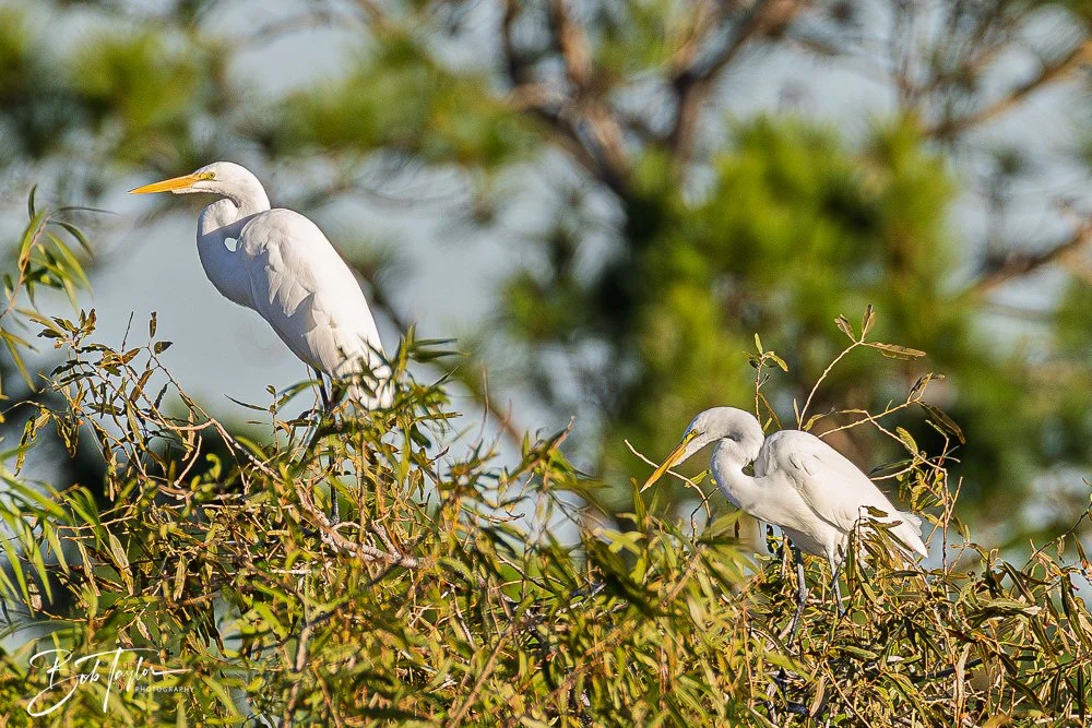 20251103-SASP Gator Lake -16.jpg