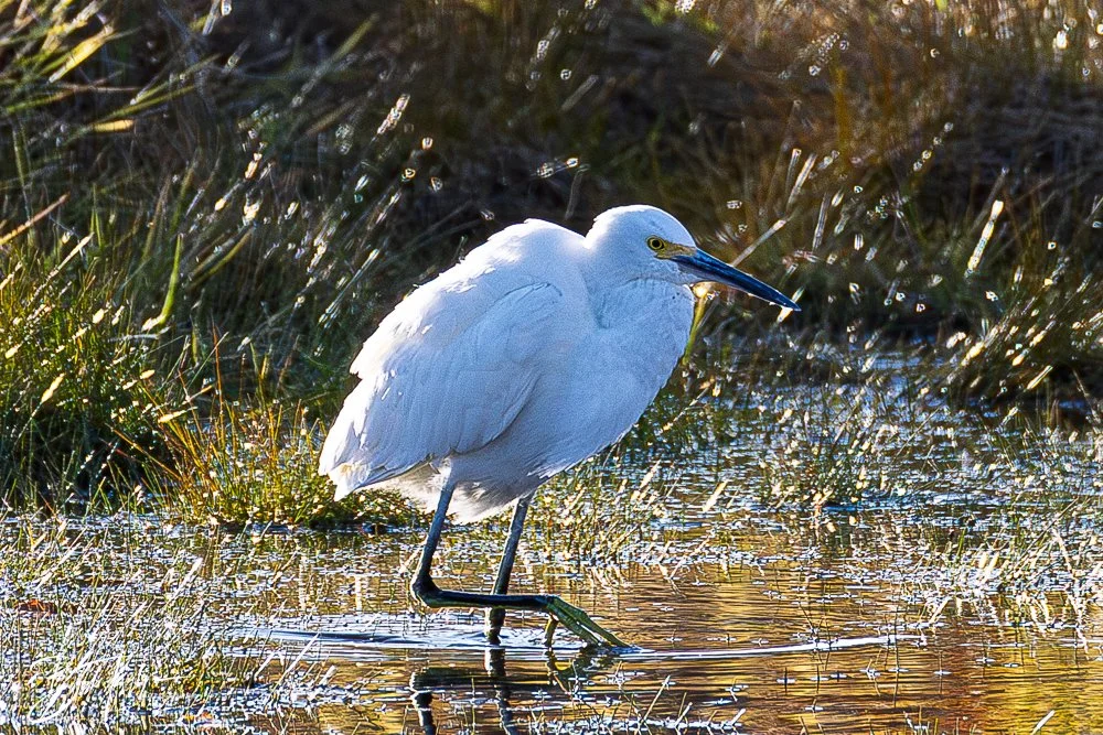 20251103-SASP Gator Lake -5.jpg