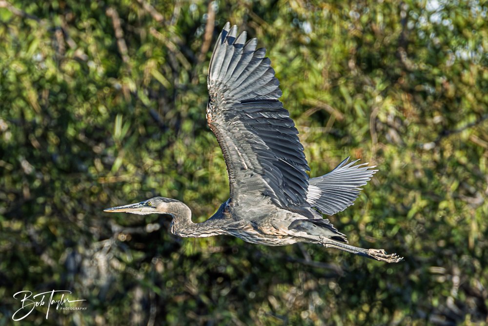 20251103-SASP Gator Lake -14.jpg