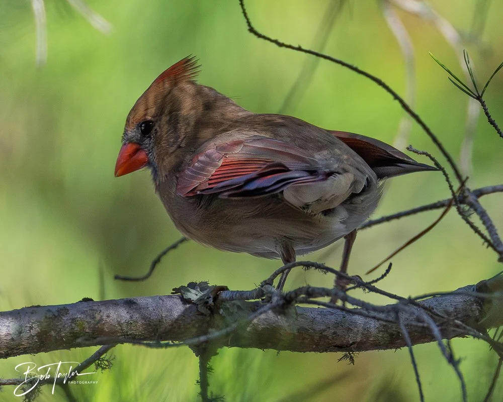 20251021-SASP Birds -17.jpg