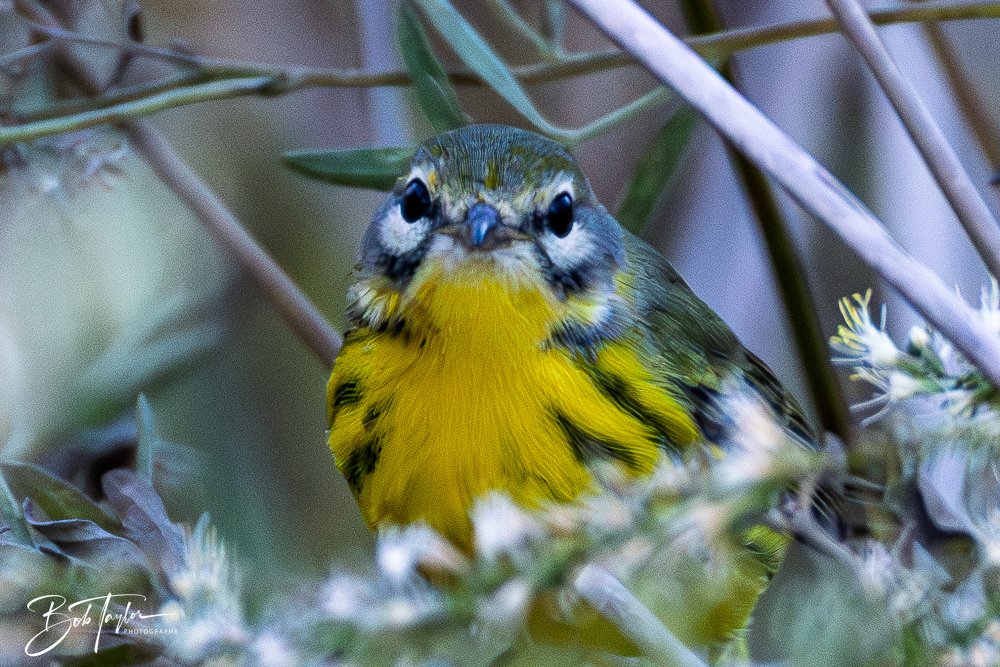 20251021-SASP Birds -27.jpg