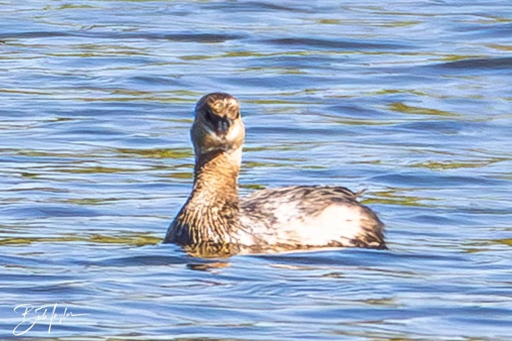 20251021-SASP Birds -24.jpg