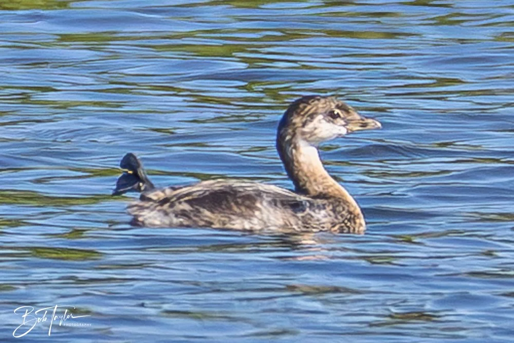 20251021-SASP Birds -25.jpg