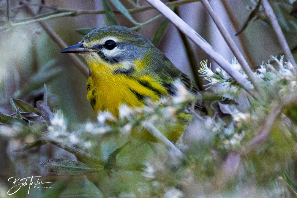 20251021-SASP Birds -26.jpg