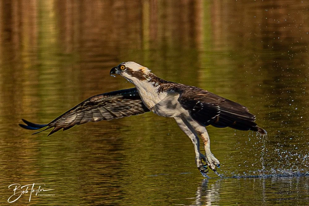 20251103-SASP Gator Lake -27.jpg