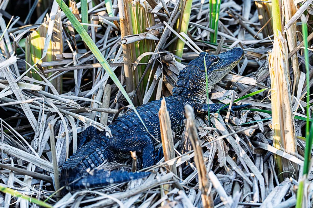 20251103-SASP Gator Lake -9.jpg