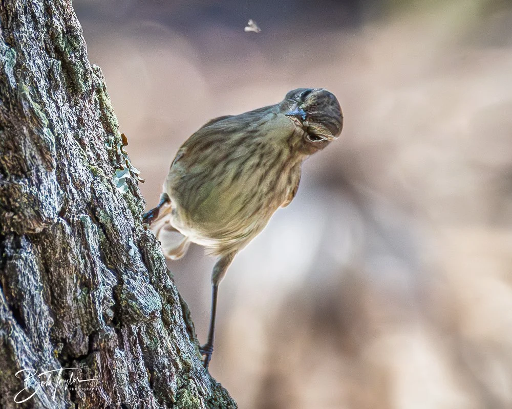 20251021-SASP Birds -6.jpg