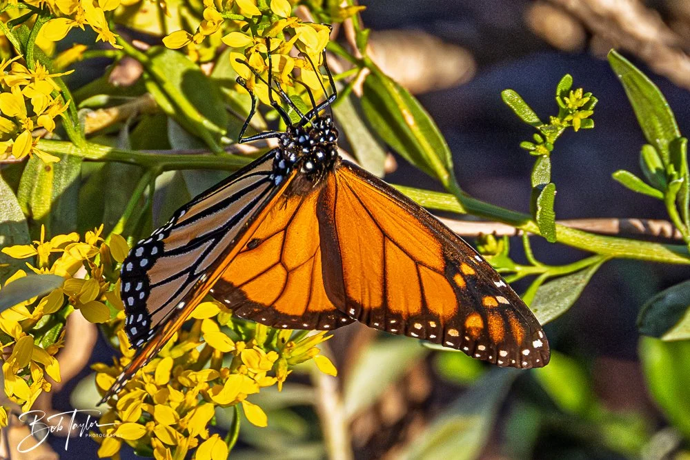 20251103-SASP Gator Lake -30.jpg